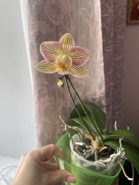 Орхидея, распродаю свои орхидеи