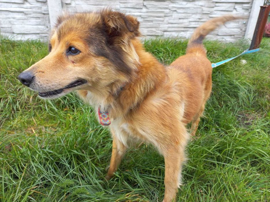 Lala pozytywna suczka do adopcji!