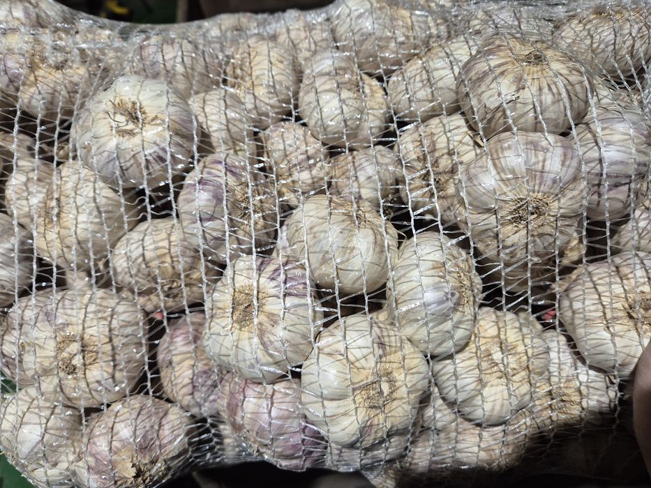 Czosnek harnaś (6,6.5,7cm)