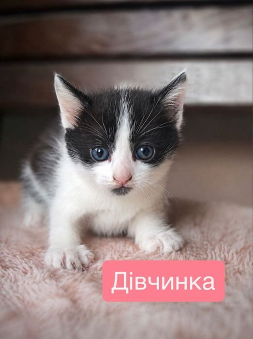 Кошенята шукають дім