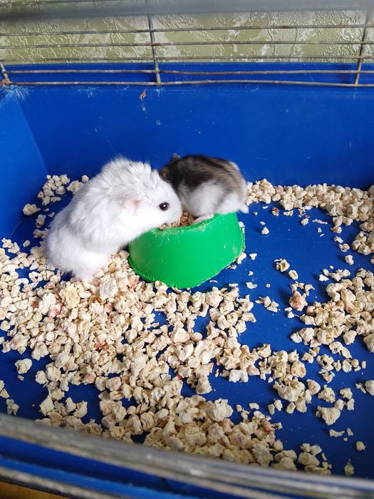 Джунгарскией хомяк