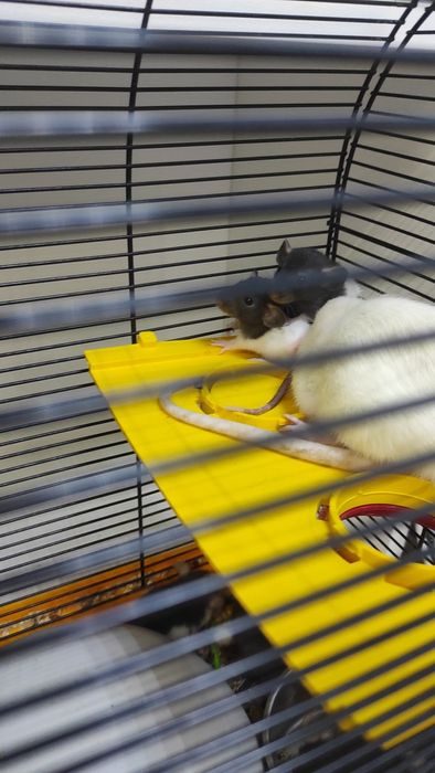 Крисята декоративні