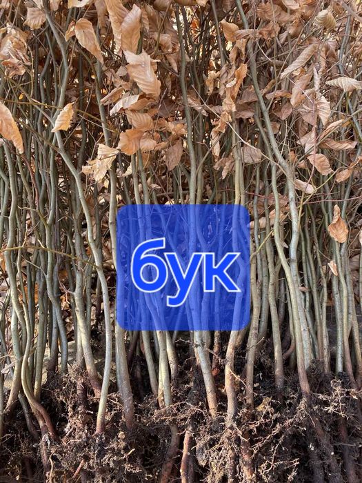 Саженці вяз/бук/граб/клен/береза/липа/черемха/дуб