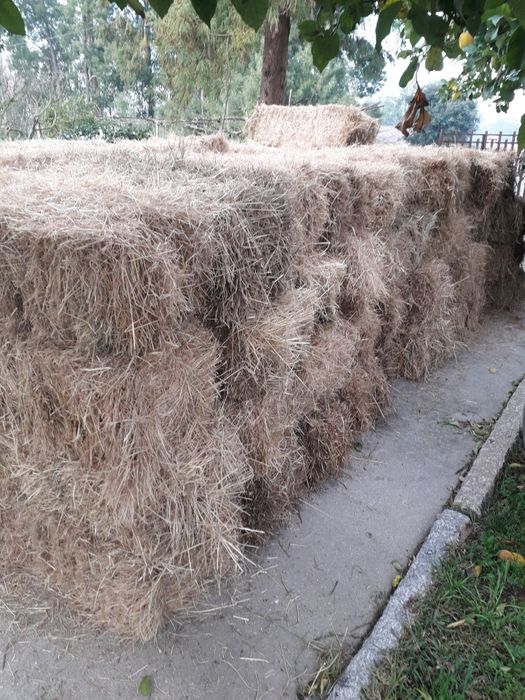 Azevém tradicional em fardo