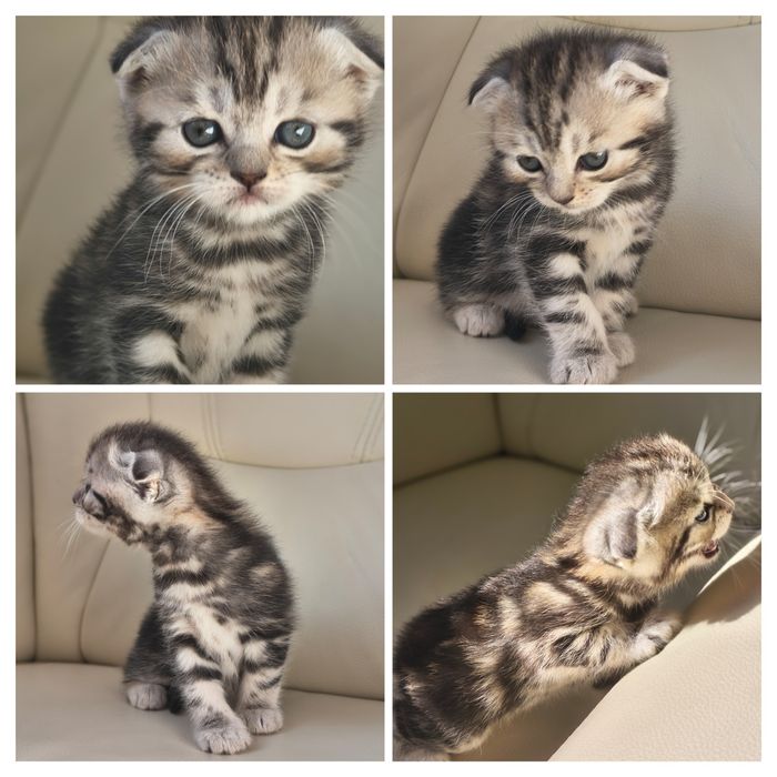 Котята   кошенята  Скотиш  Фолд