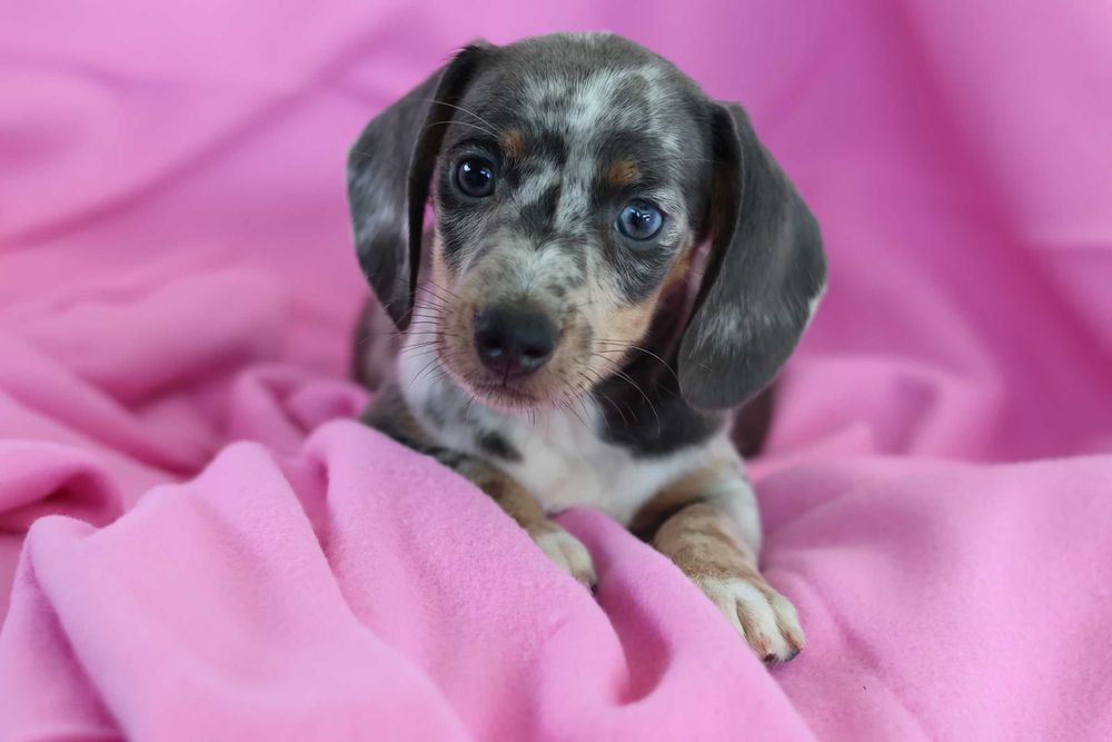 Jamnik Miniaturowy blue merle samiec