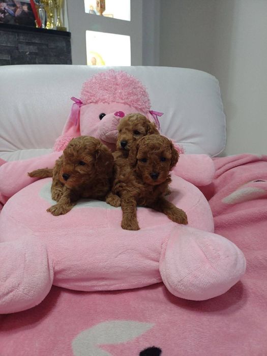 Той пудель Ред браун, малюки .якість