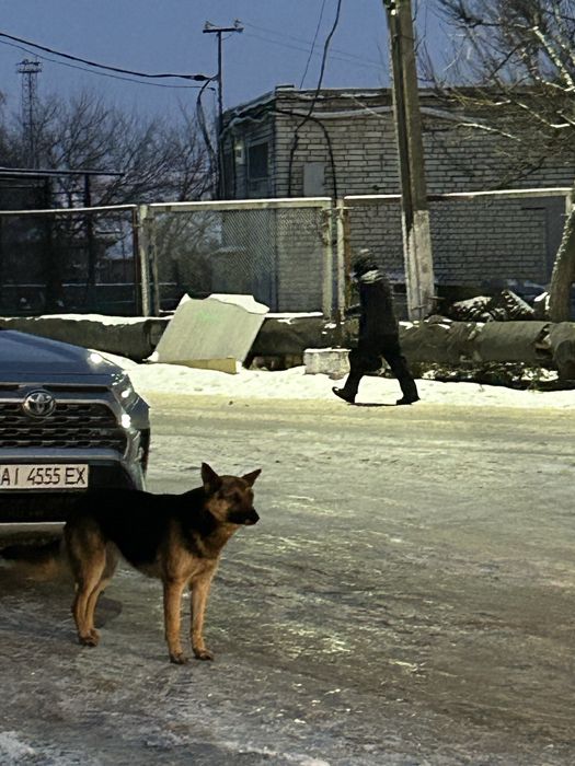 Молоді вівчарки. Хлопчик та дівчинка
