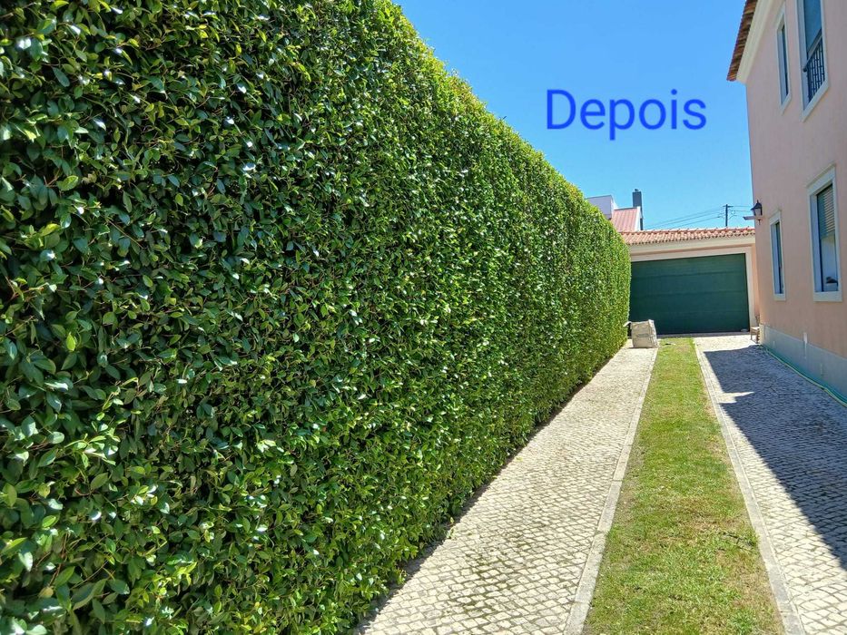 Manutenção de jardins e limpeza de terrenos - Preços acessíveis