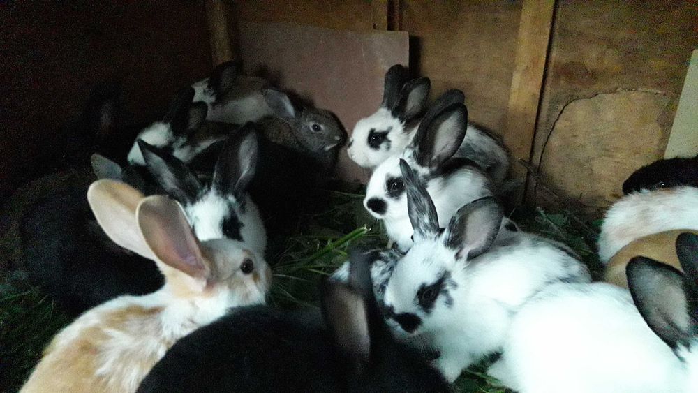 Продам кроликов 1 мес 100гр