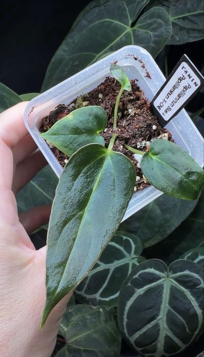 Антуріум  Papillilaminum Blue x Papillilaminum X-One