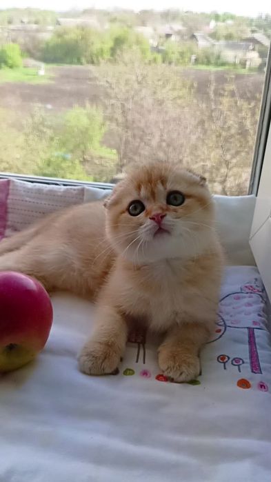 Просто няшечка. Шотландский котик золотая шиншилла