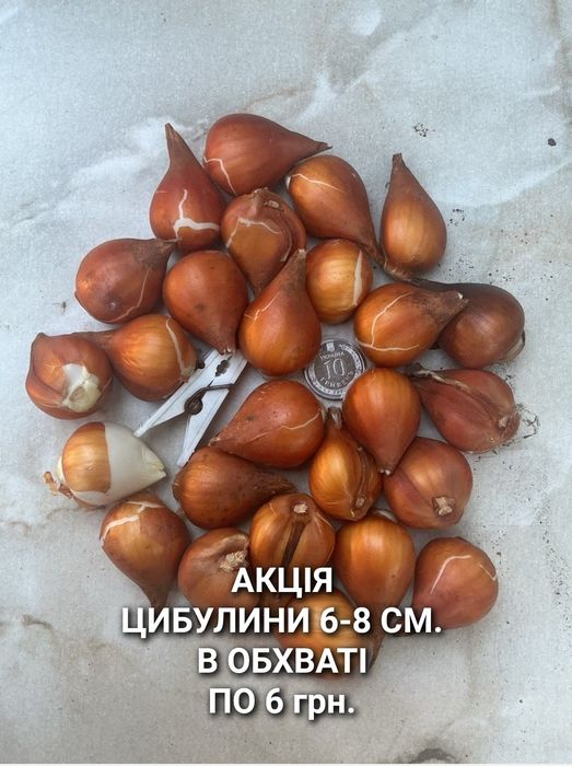 Цибулини тюльпанів/АКЦІЯ!-15%/ тюльпани з Нідерландів