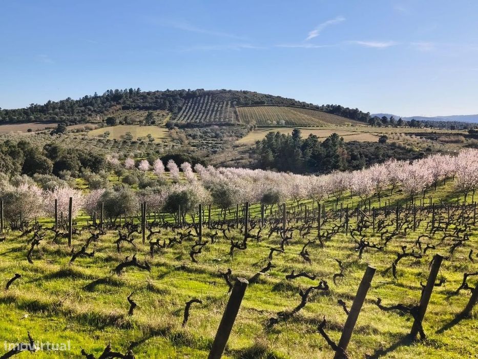 Quinta da Granja- Propriedade Rural de Sobreiros, Amendoal , Olival e