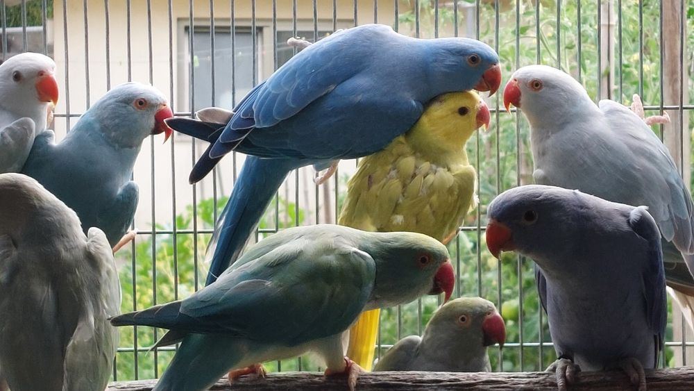 Ring Necks várias mutações