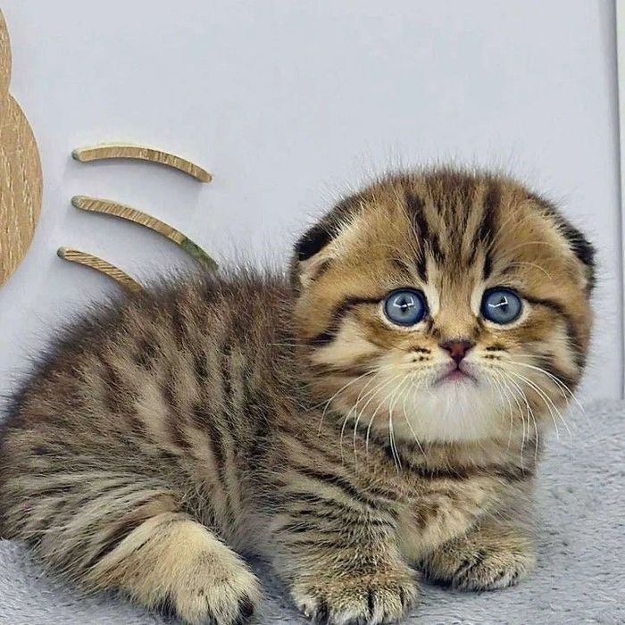 Тигровый вислоухий котик