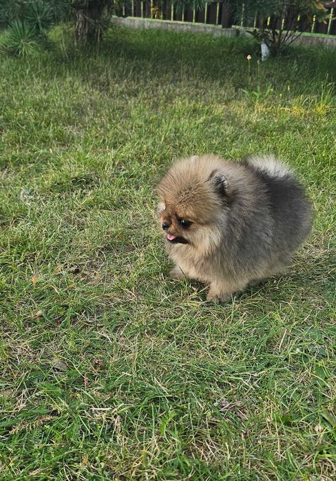 Szpic miniaturowy mini piesek