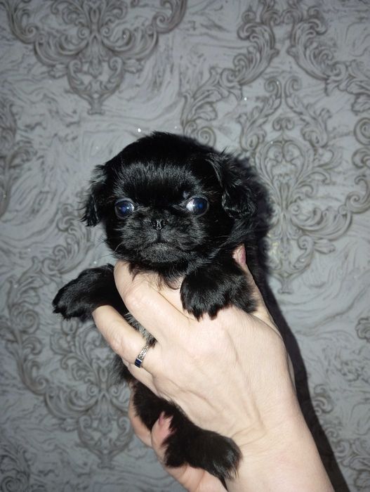 Хлопчики Пікінесики