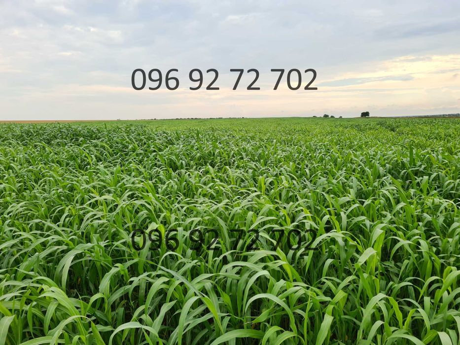 Насіння суданки та Люцерни! Посухостійке! Витримує засуху!