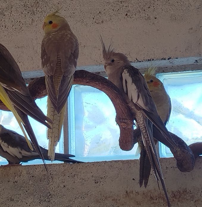 Vendo caturras deste ano