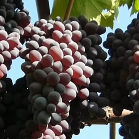Зарезервую урожай винограду