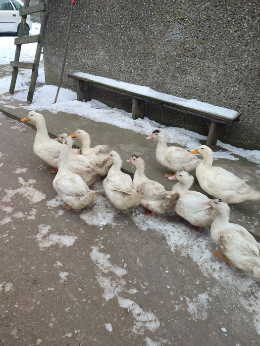 Kaczki z własnego gospodarstwa.