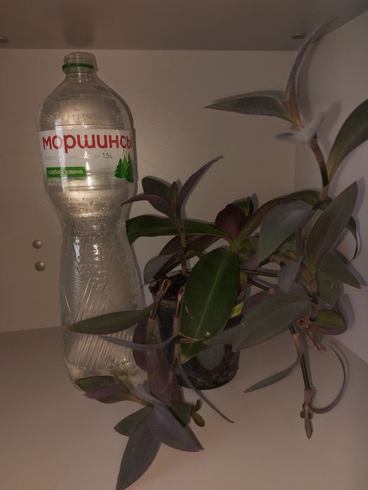 Традесканция бледная+Традесканция покрывальчатая (вазон)