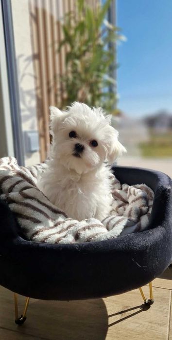 Maltańczyk UCI maleńka suczka