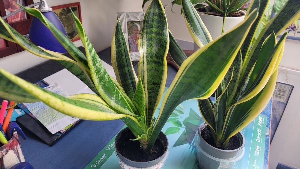 Trzykrotka purpurowa fikus i inny