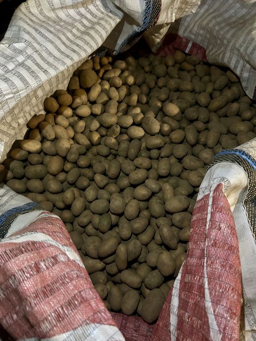 Ziemniaki Queen Anna wielkości sadzeniaka