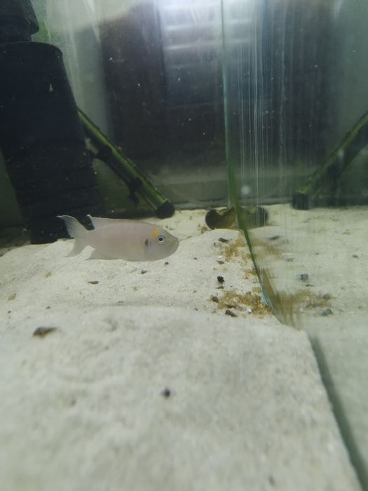 Neolamprologus calliurus