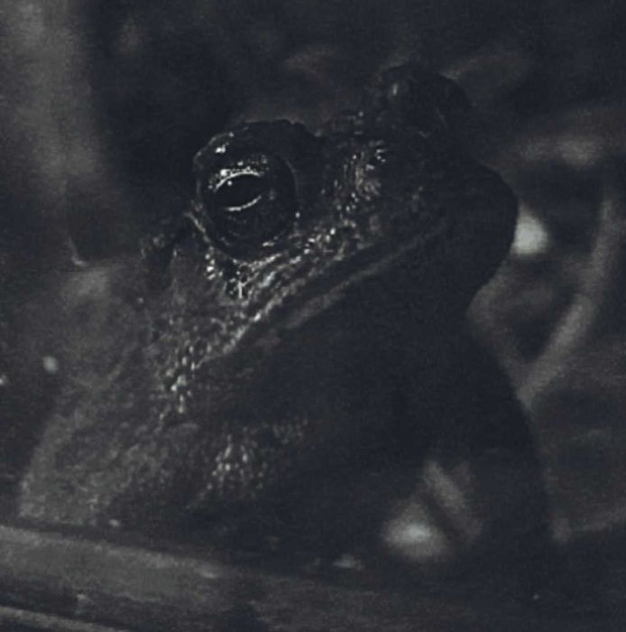 Ropucha amerykańska Anaxyrus terrestris