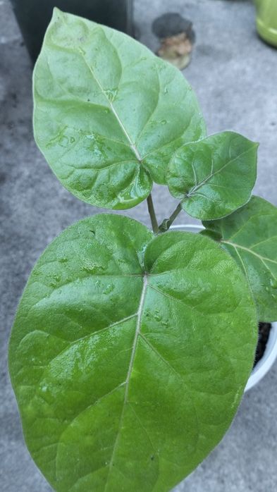 Muda de tomarilho