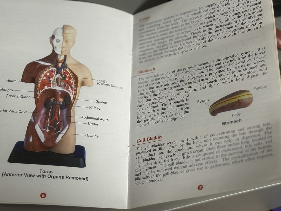 Анатомічна модель «Анатомія для школярів» 26см з буклетом англійською