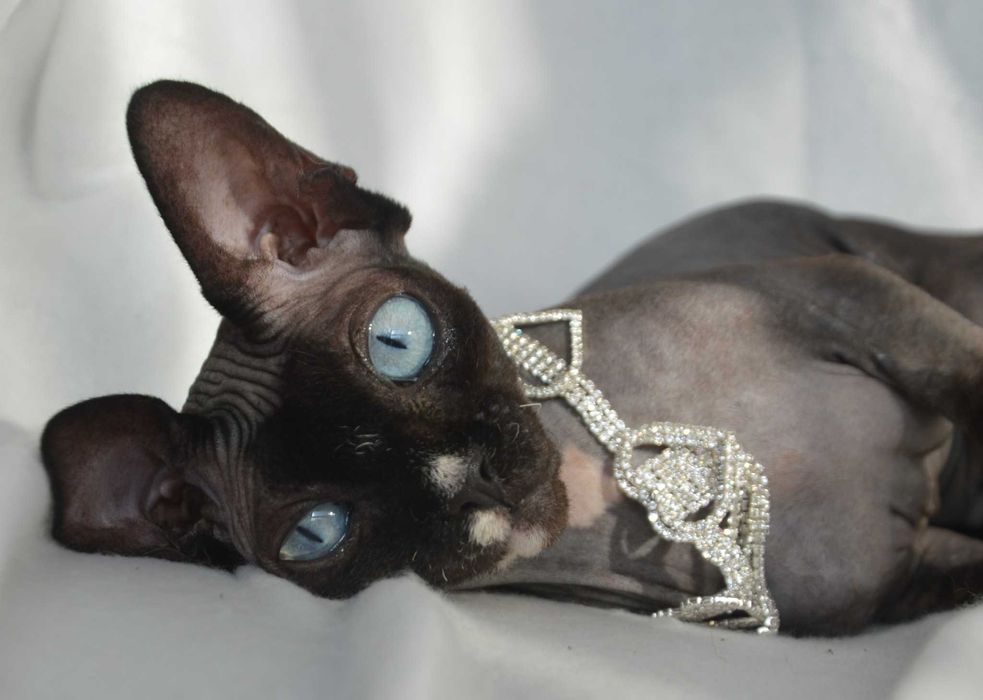 Meah sfinks  kotka niebiesooka o hipnotyzującym spojrzeniu