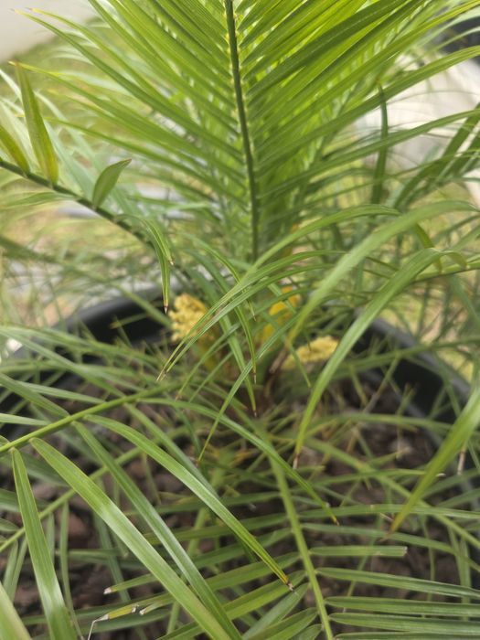 Palmeira Fénix-Anã (Phoenix roebelenii) + Vaso Moderno Preto 250 L | Grande Porte | Terraço/Jardim