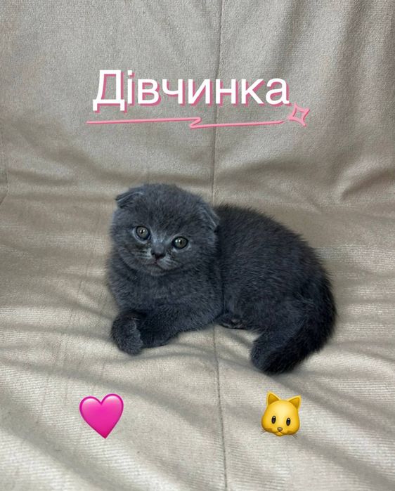 Шотландські висловухі кошенята