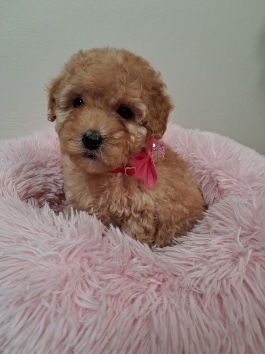 Kręcona sunia Maltipoo