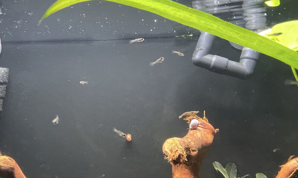 sprzedam /zamienie gupiki endlera