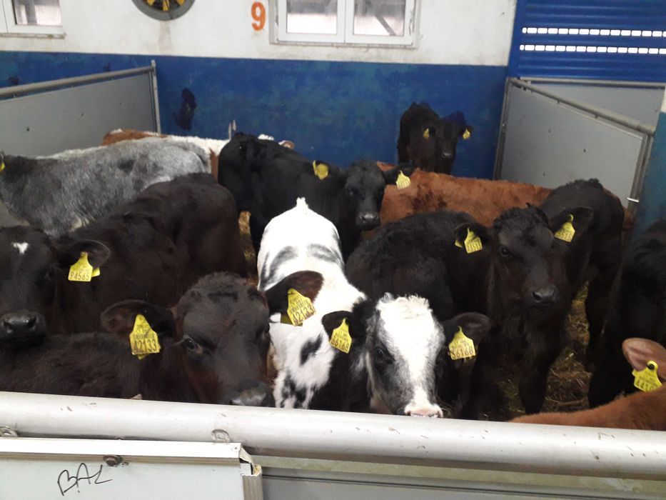 Sprzedam Cielęta mięsne, Byczki, Jałówki, MM, na krowę HF, raty