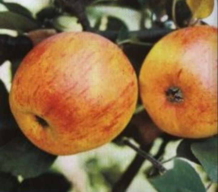 Bardzo stara odmiana żółto-czerwonych jabłek bardzo starego sadu. Moje ulubione jabłka.