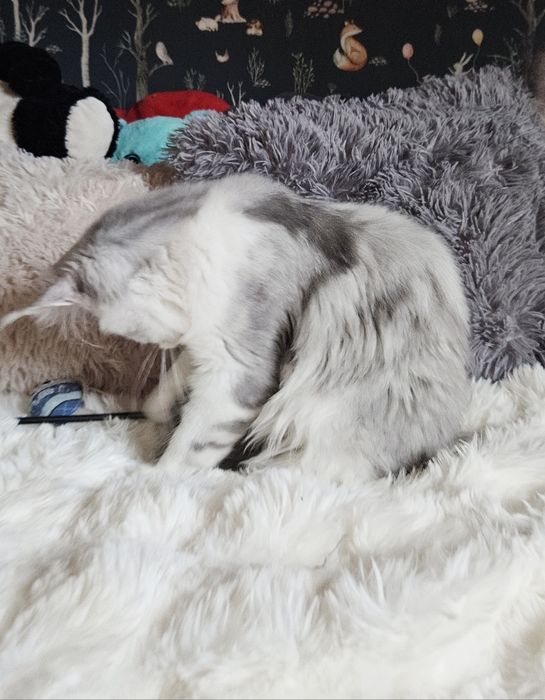 Koteczka długie futerko Maine Coon srebrzysty FPL