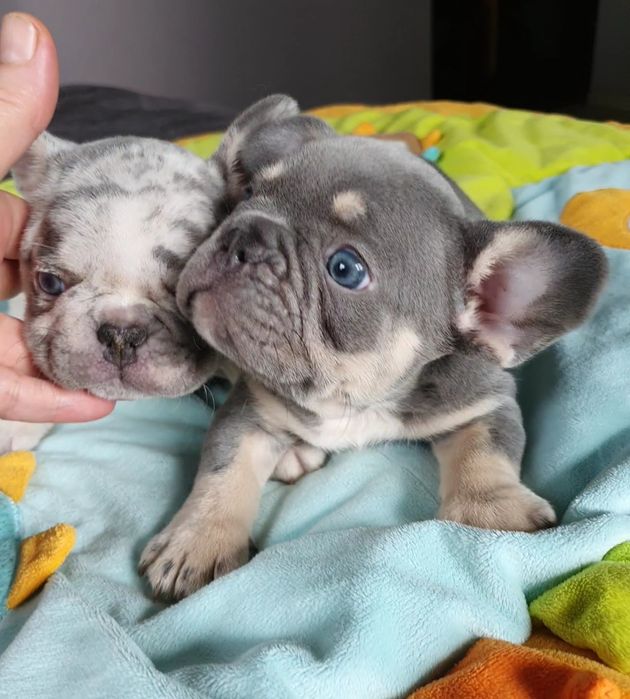Французский бульдог мальчики и девочки!