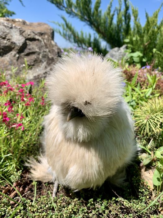 Китайская шелковая