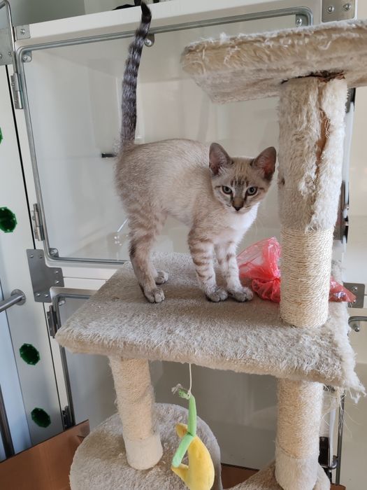 Gatinho macho 2 meses e meio