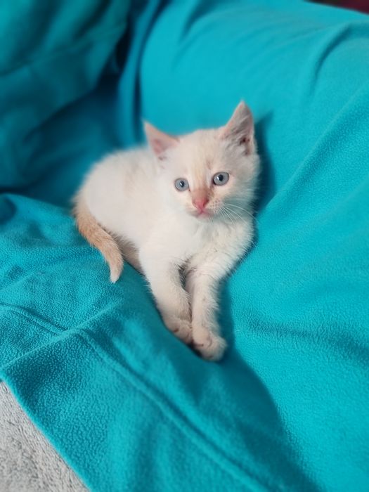 Тайский котенок крем-поинт