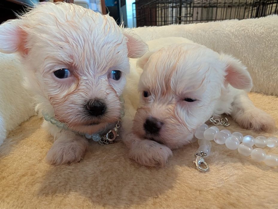 Bichon maltes excelente top femea