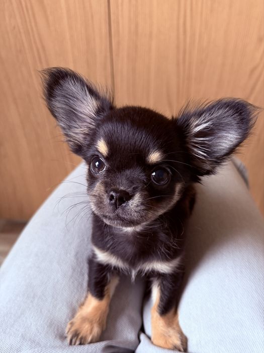 Suczka rasy Chihuahua