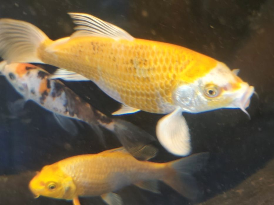 Karp baterflay !