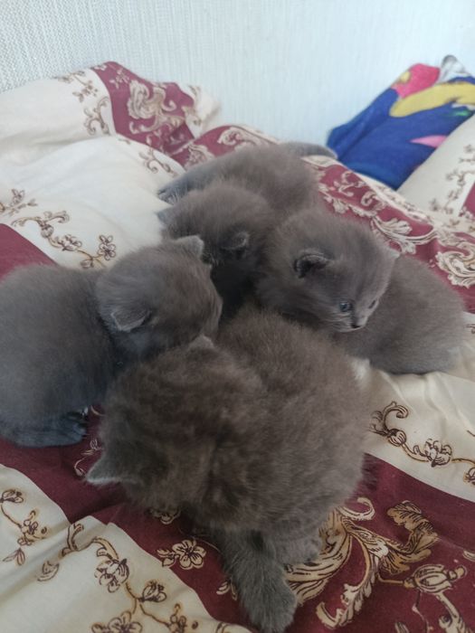 Шотландські , британські кошенята.
